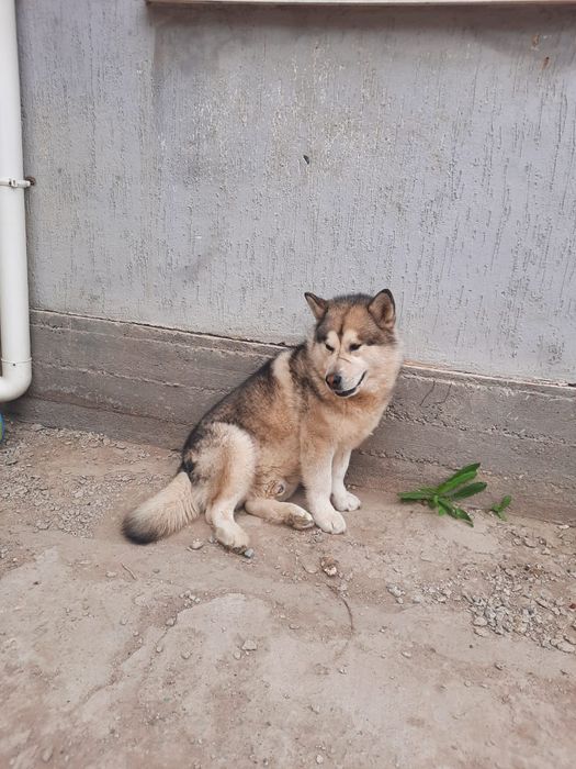 Маламут потерялся пёс