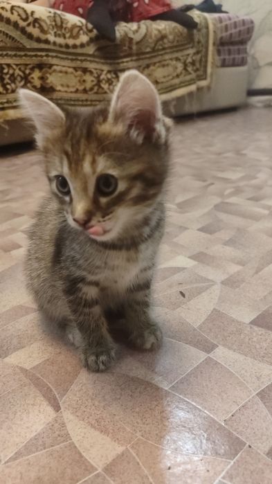 Дарю котят Пришахтинск