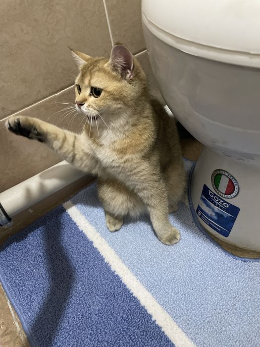 Zolotaya britanskaya shinshilla sotiladi srochna