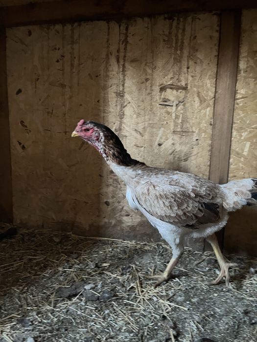 Курица бойцовая 7000