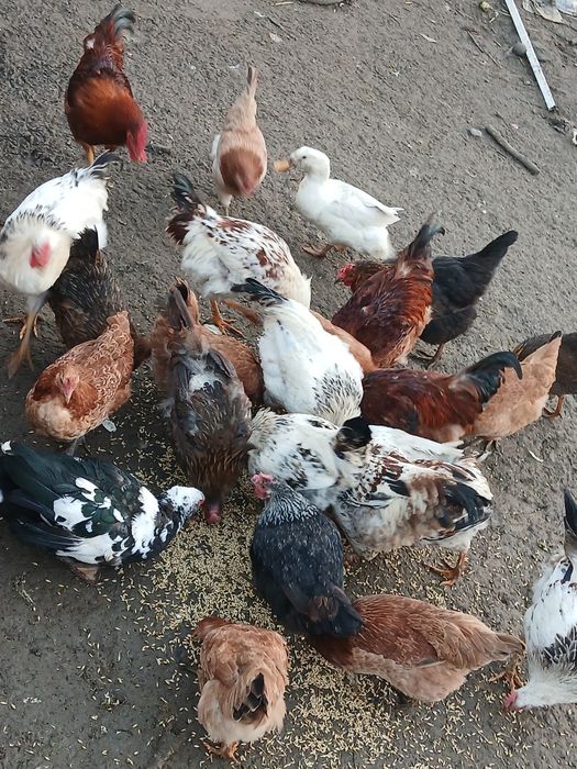 Puicuț și cocoși de vânzare