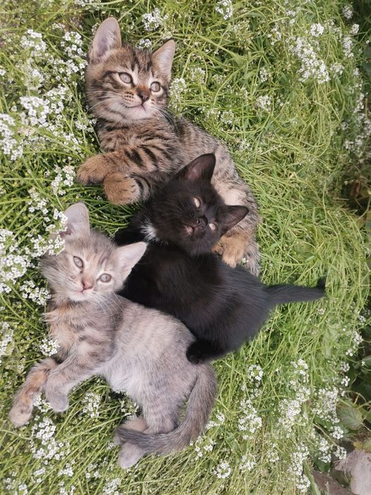 Отдам котят/ котёнка