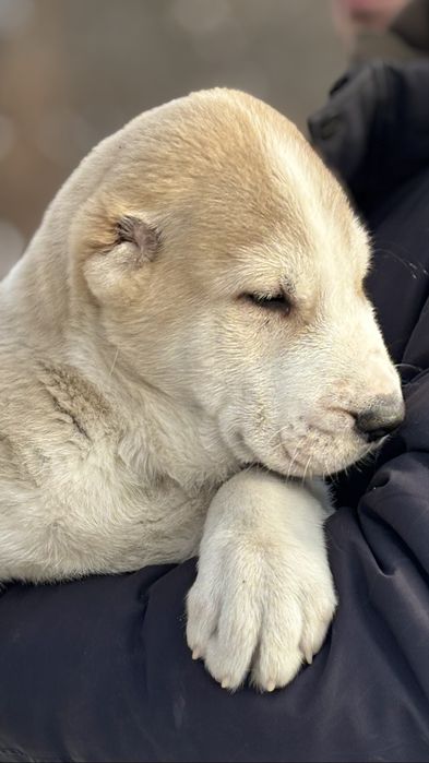 Щенки алабая питомник