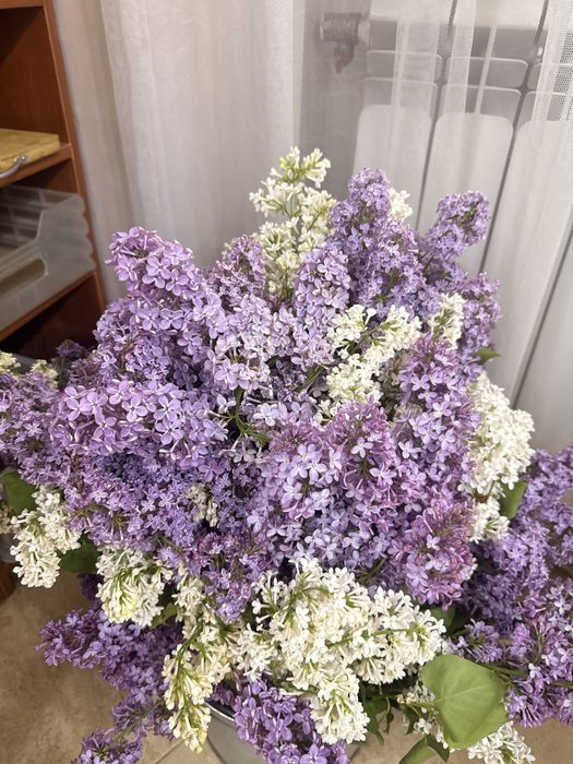 Свежые сирень красивые