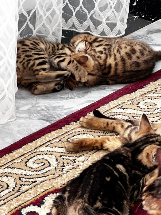 Бенгальские котята