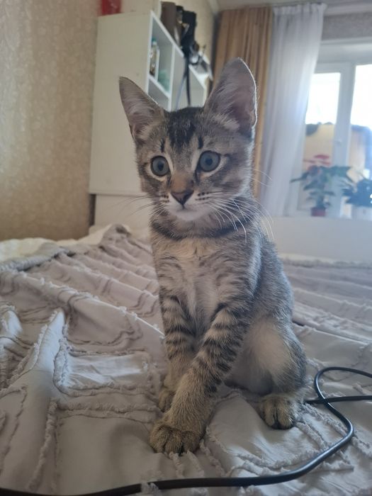 Кошка котенок кошка