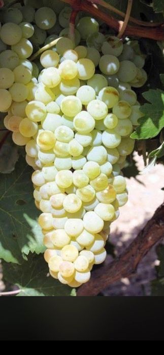 Vand struguri pentru vin