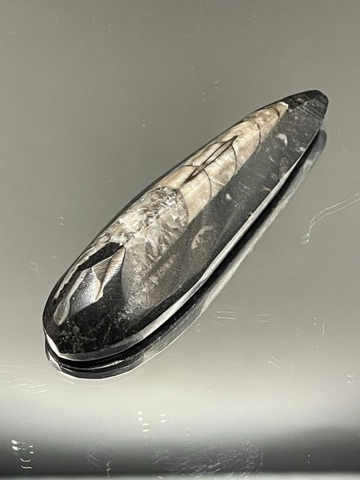 Черният Обелиск: Полиран Ортоцерас в 3D рамка – Фосил