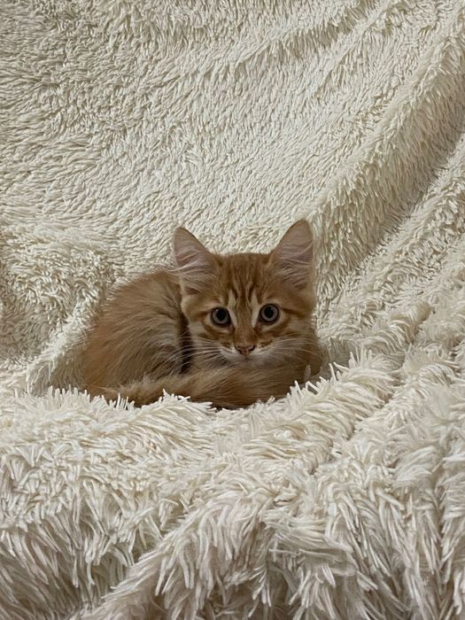 Отдам котика в добрые руки