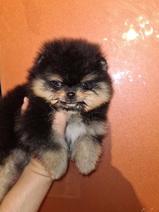 Померанский шпиц