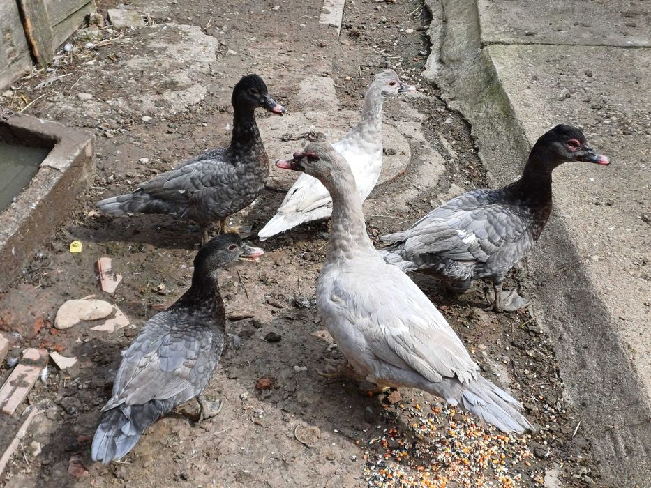 Vând rațe mute pe albastru