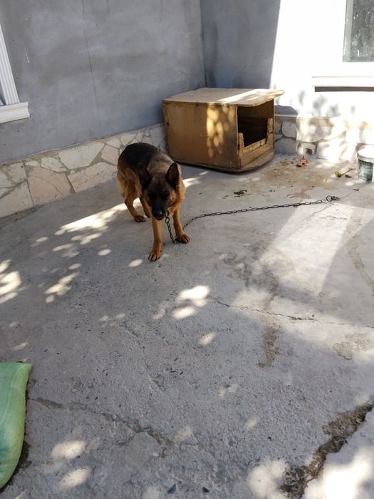 Продается немецкая афчарка