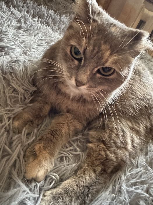 Отдам кошечку стерилизованную