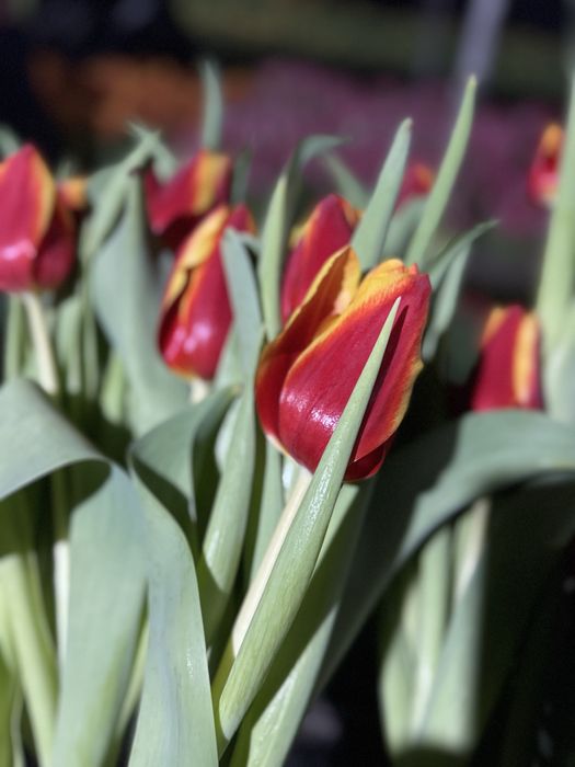 Тюльпаны оптом и в розницу,оптом голландские тюльпаны