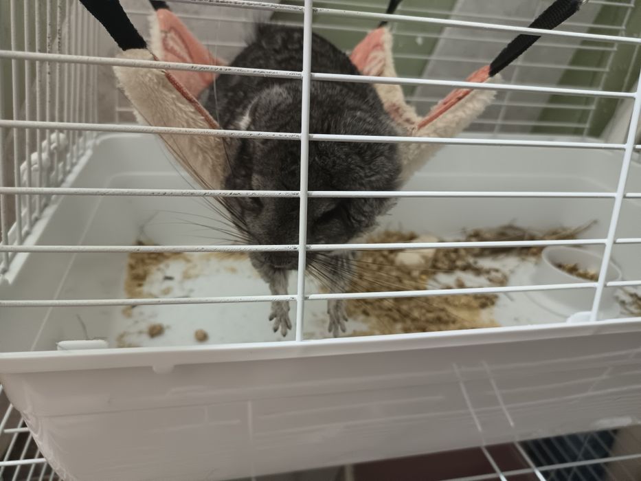 Отдам в добрые руки Шиншиллы, серый мальчик и белая девочка