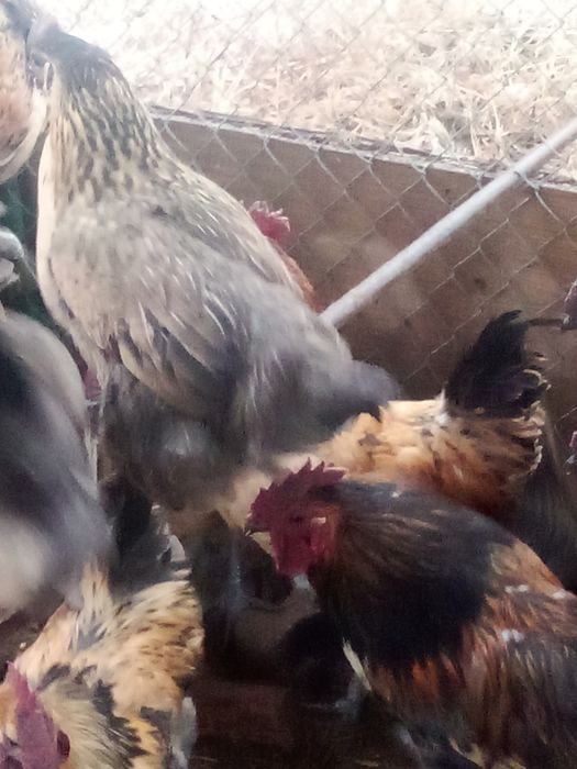 Продам петушков Лакеданзи