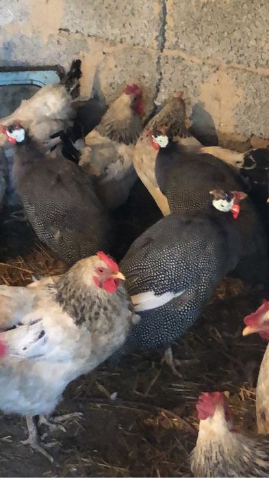 Цесаркадар бар ьь