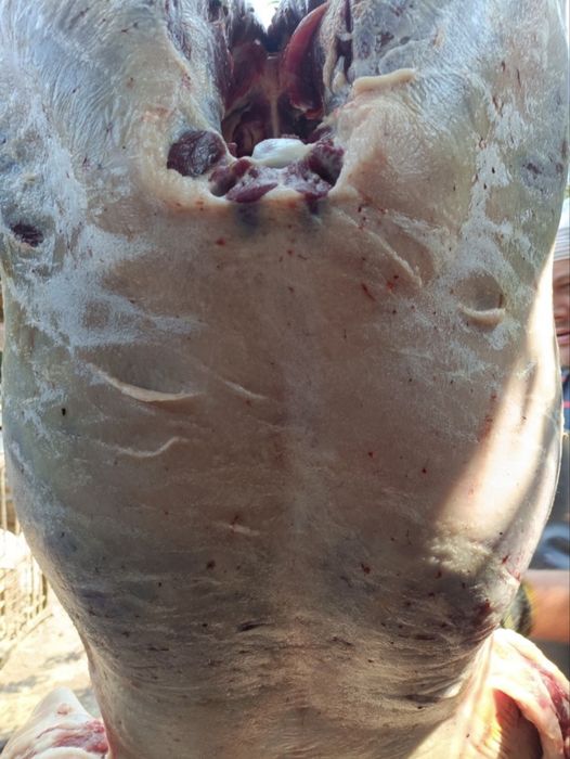 Соғым, жылқы еті, тай, байтал конина