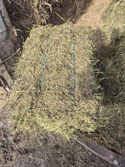 Vând baloti de fân Lucernă Producție 2025 trasport la domiciliu