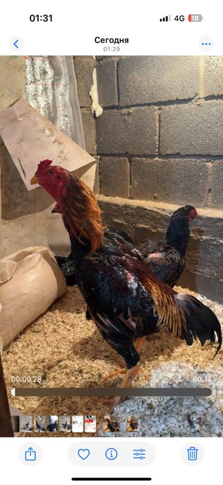 Майски шамо веетнам микс