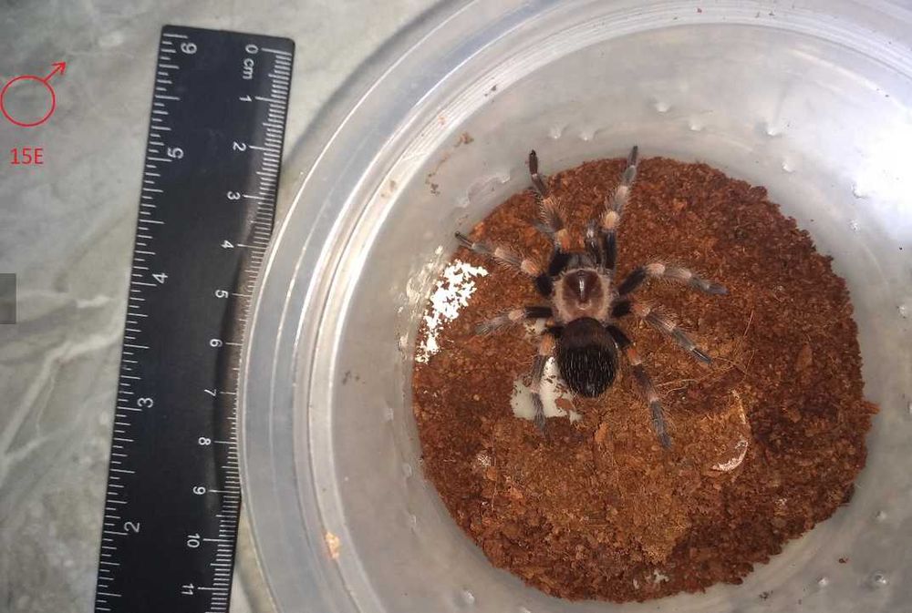 Tarantula - Тарантyла