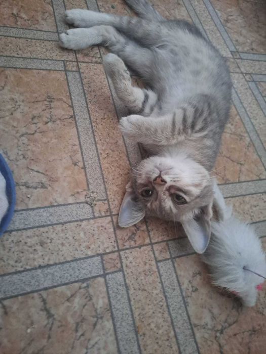 Красивые котята в добрые руки!