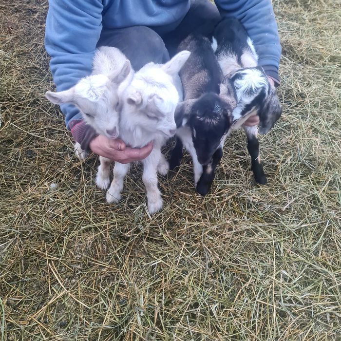 Capre .si iezi de vânzare