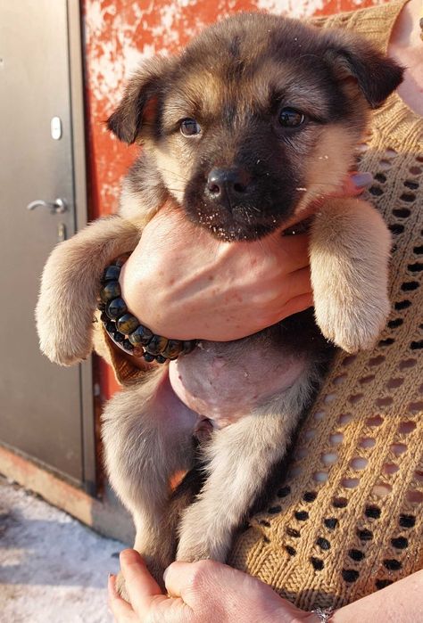 Отдам щенков в добрые руки. ЭКИБАСТУЗ.