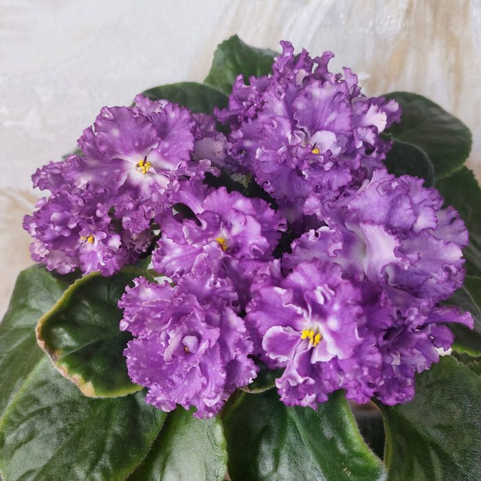 Фиалки ,листочки 500тг