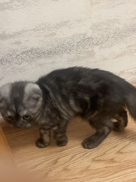 Котенок шотланский вислоухий
