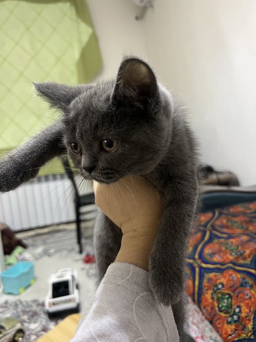 Британская короткошерстная