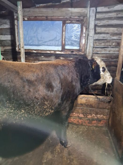 Продам крупно рогатый скот