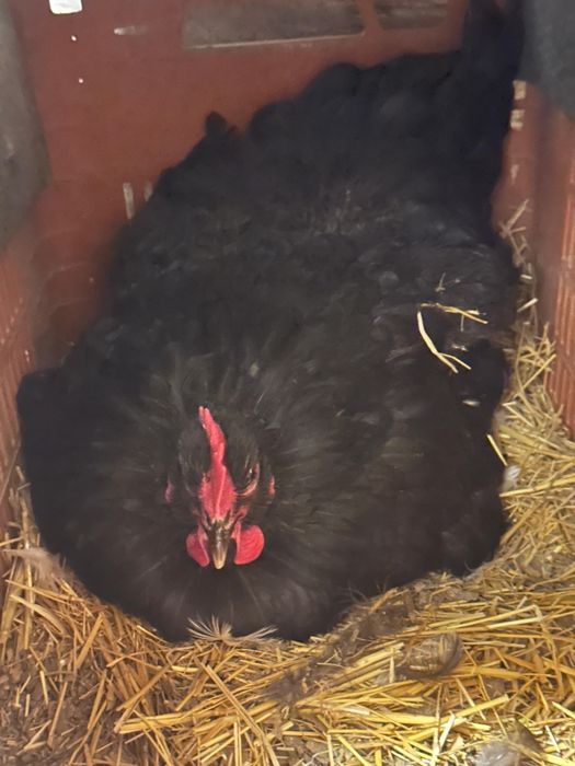 Квочка, наседка черная