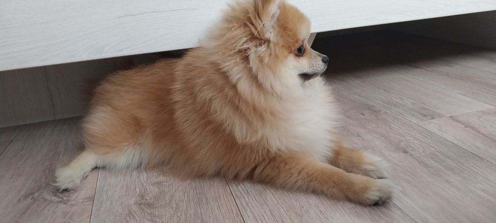 Продам помиранского шпица