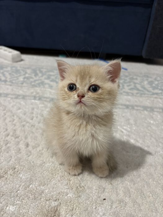 котёнок золотая шиншилла, девочка