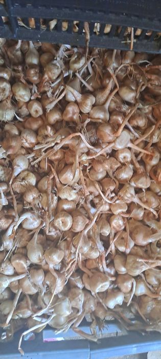 Шафранови луковици