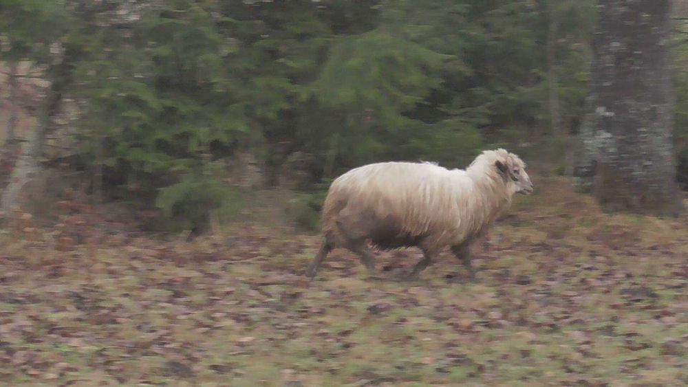 berbec tanar, de anul trecut