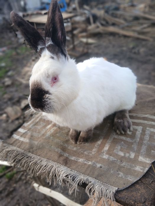 Vând femela urias de transilvania