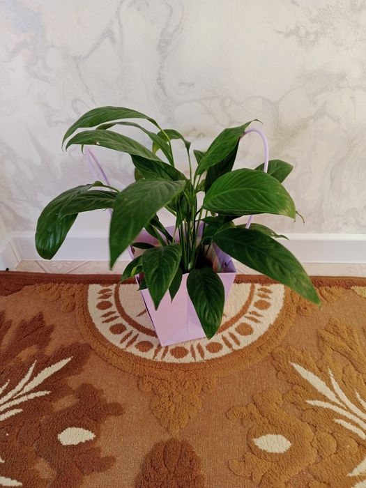 Продам цветы 3500/2500