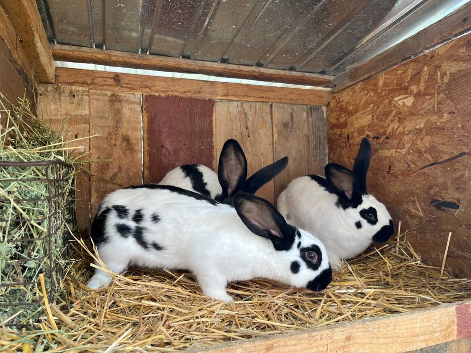 Vând iepuri fluture german