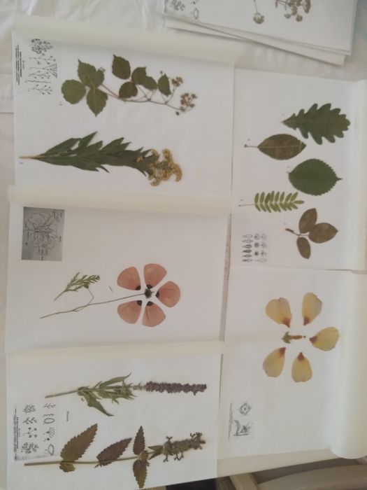 Гербарий с калькой-700 тг
