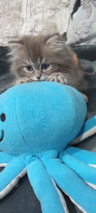 Скотиш страйт мальчик