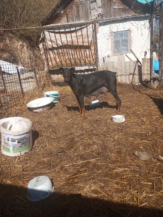 Продаются щенки добермана