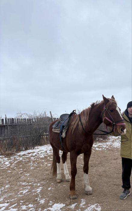 Көкпар Айғыр сатылады!!