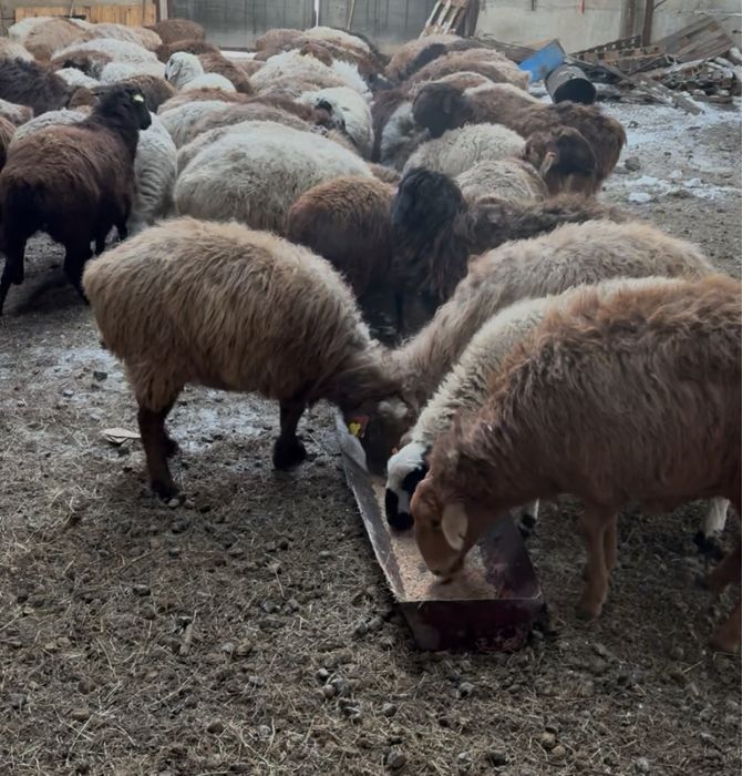 Овцы 17 голов, окот апрель-май
