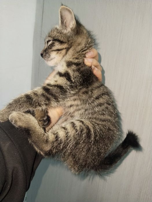 Здоровый милый котик в добрые руки
