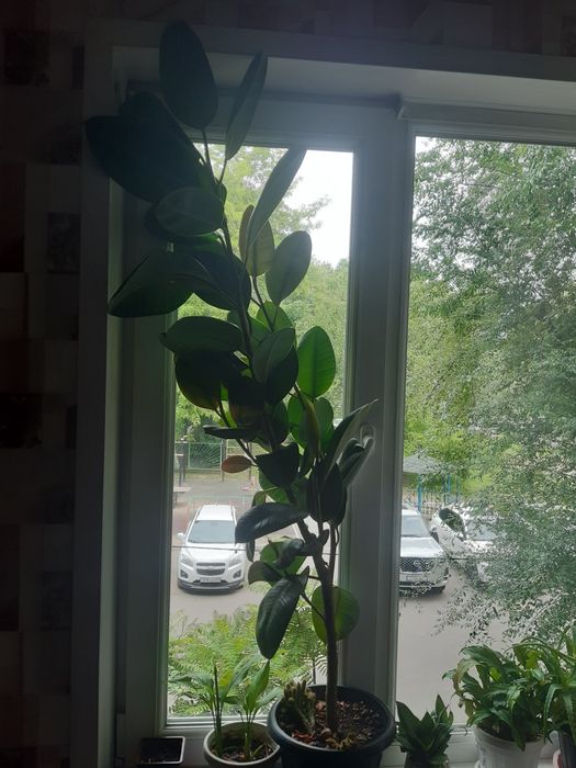 Продам фикус большой
