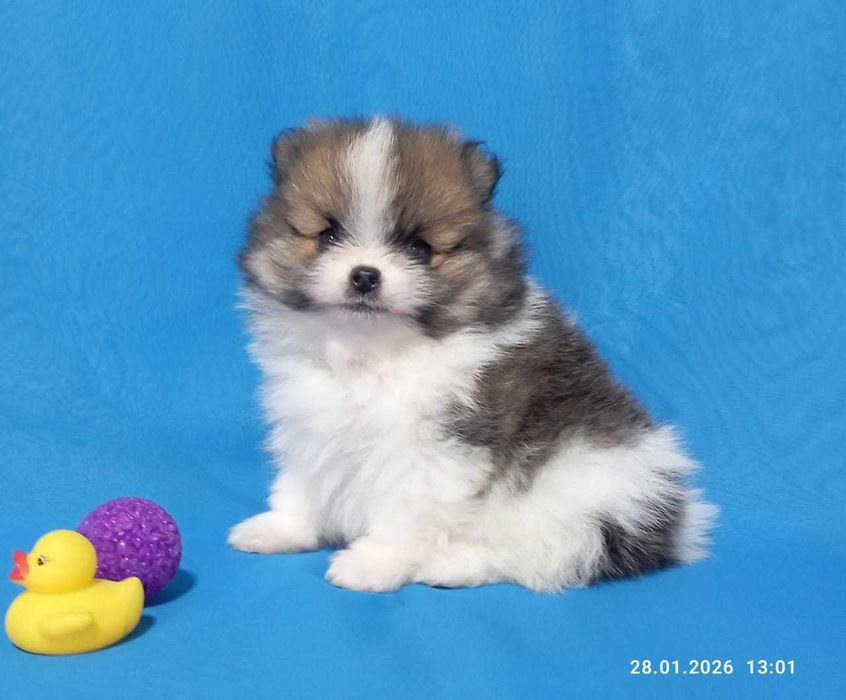 Шпиц немецкий Миниатюрный. Щенки.