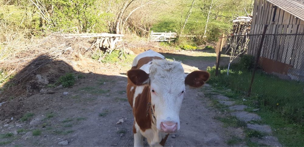 Vând vițea de 10 luni bălțată românească