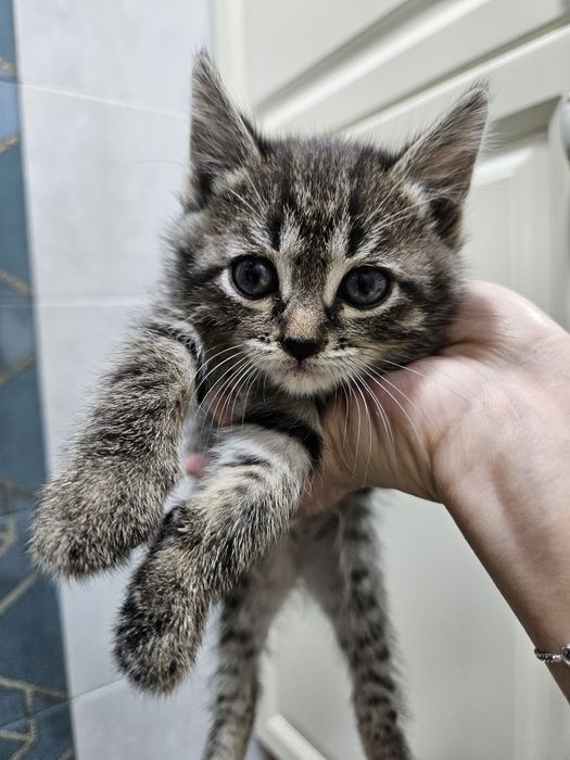 Котенок ищет дом, мальчик